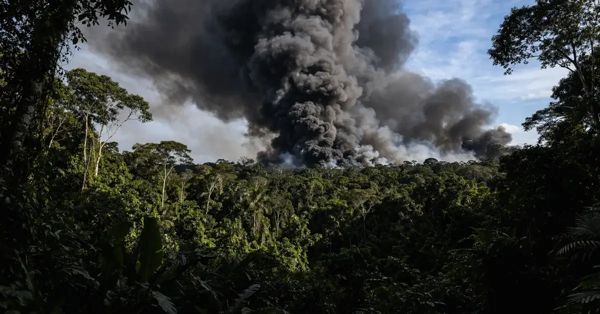 A wide view of a dense jungle canopy with a thick column of dark smoke rising into the morning sky following a plane crash.