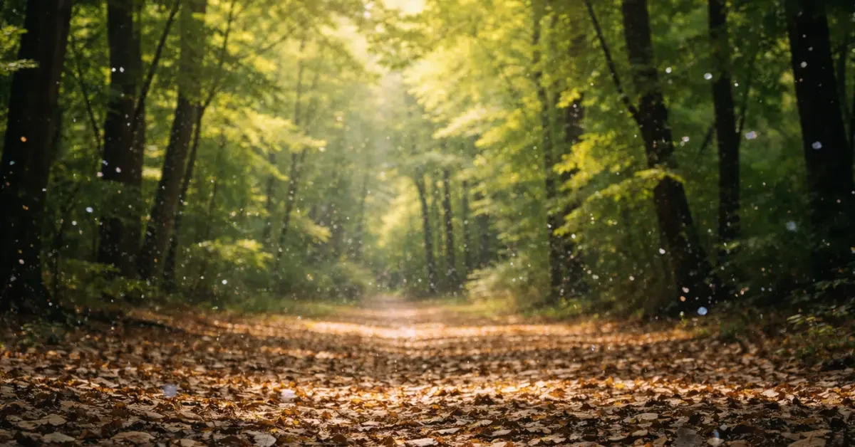 Deciduous forest canopy and leaf-covered ground with tiny airborne particles visible in natural daylight
