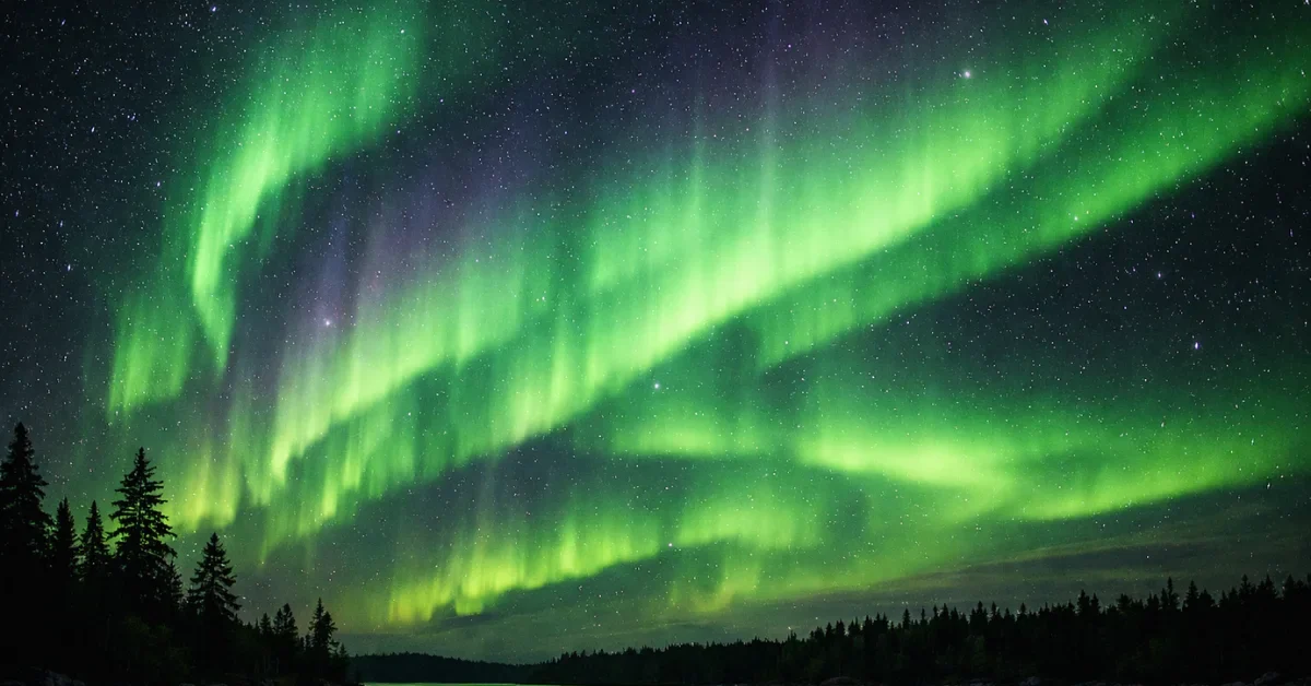 Vibrant green and purple northern lights sweeping across a starry night sky above a dark silhouette of pine trees.